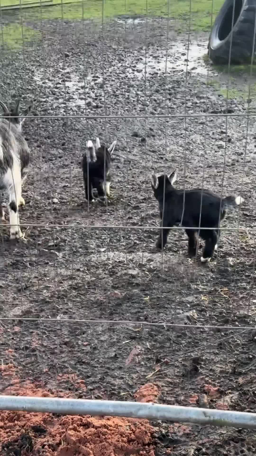 Goats livestock for sale: Pygmy goat wethering - Video 3