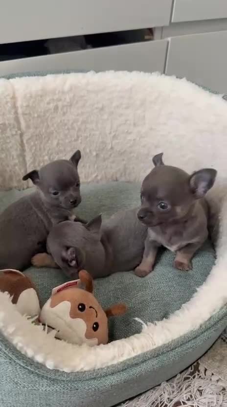 Chihuahua dogs for sale: Best quality Pedigree Puppies KC  - Video 1