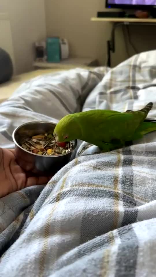 Ringnecks birds for sale: Beautiful Indian Ringneck - Video 3
