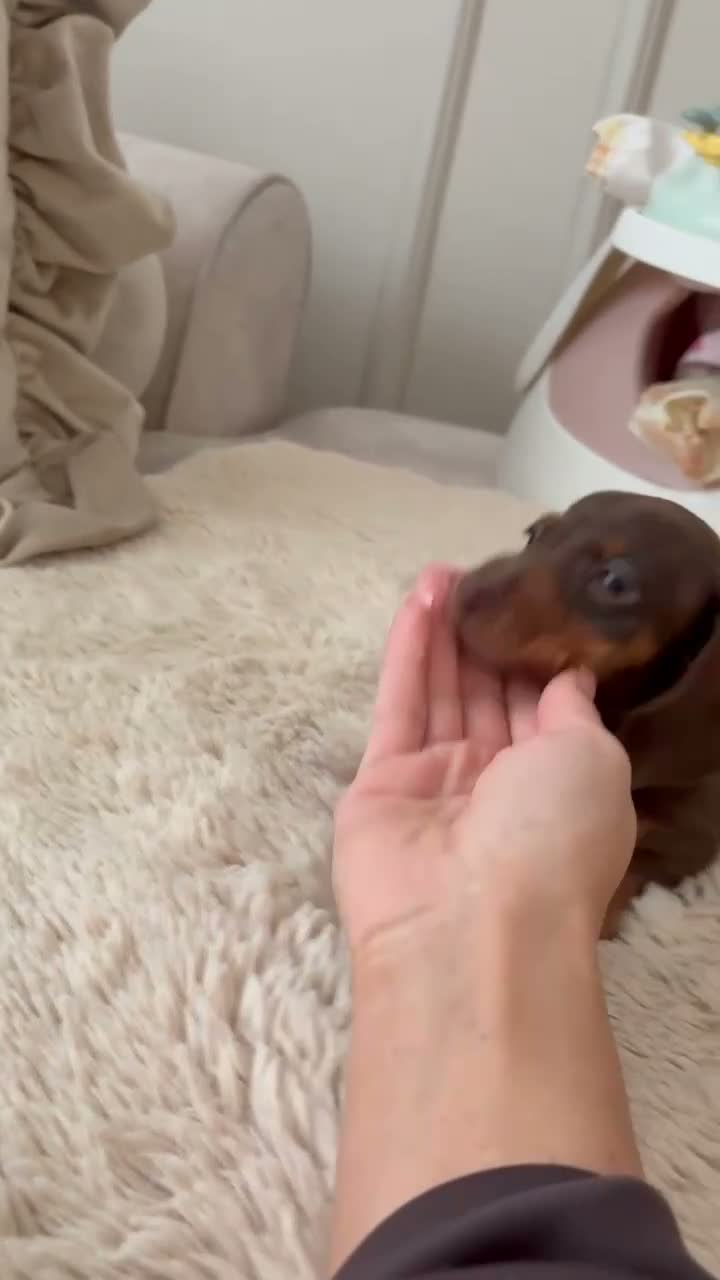 Miniature Dachshund dogs for sale: Beautiful Kc Reg miniature dachshunds  - Video 2