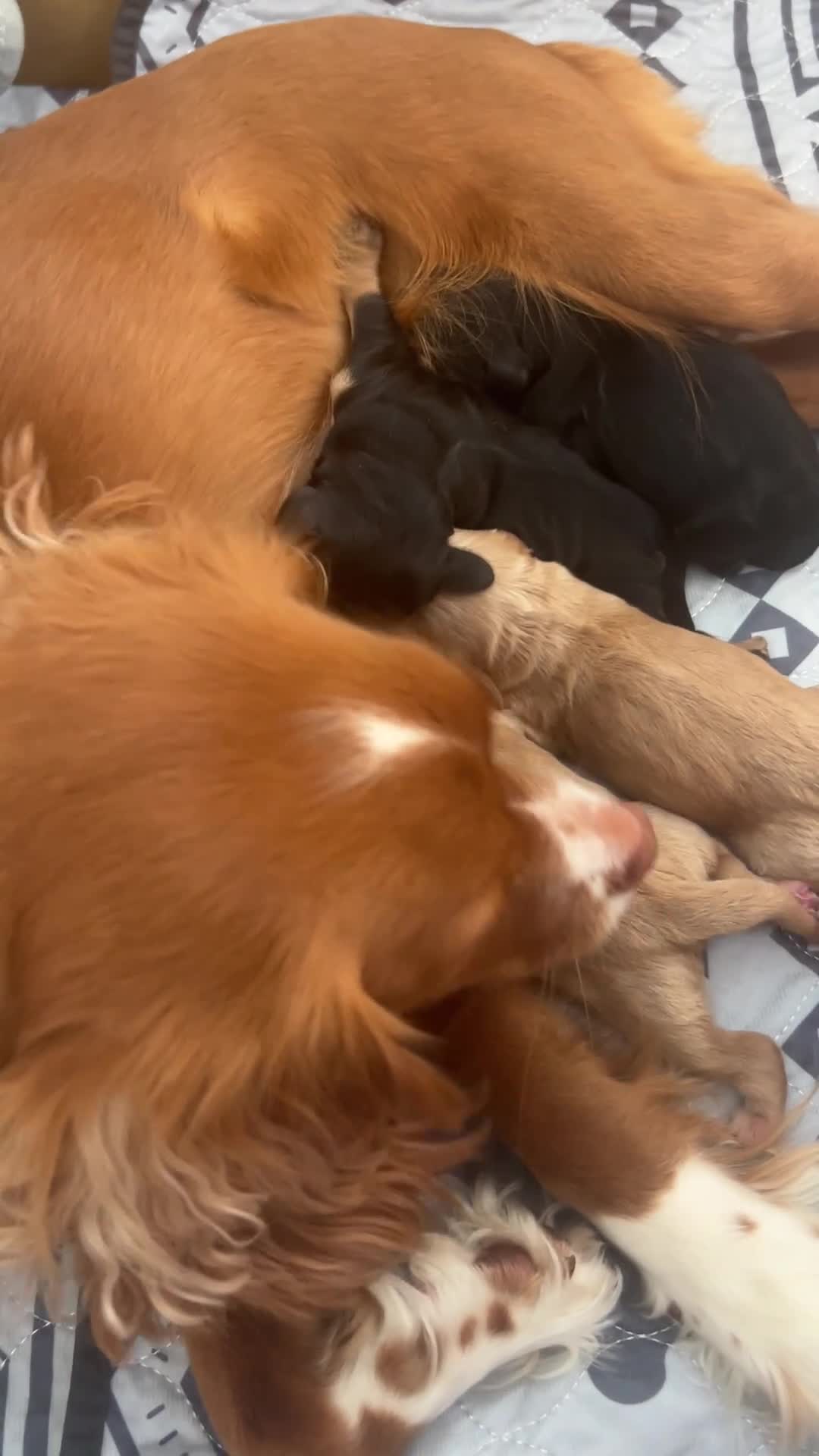 Cockapoo dogs for sale: Cockapoo puppies for sale in Hereford - Video 2