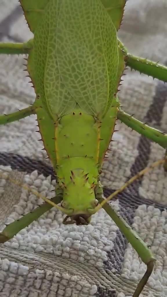 Stick Insects invertebrates for sale: Live stick insects and eggs - Video 1