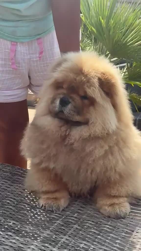 Chow Chow dogs for sale: MALE CHOW CHOW REAVAILABLE  - Video 1