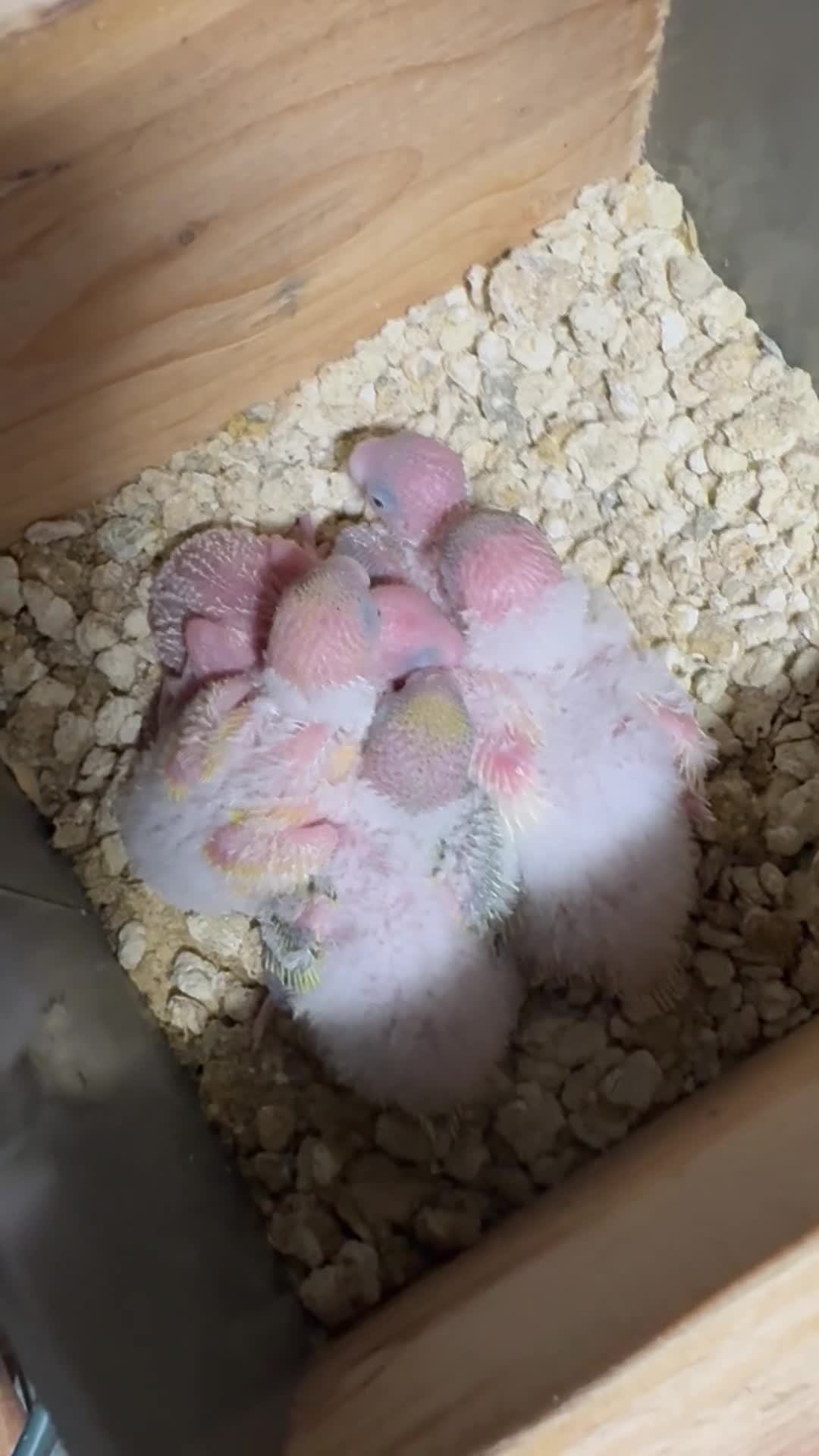 Budgerigars birds for sale: Baby budgies for sale - Video 3