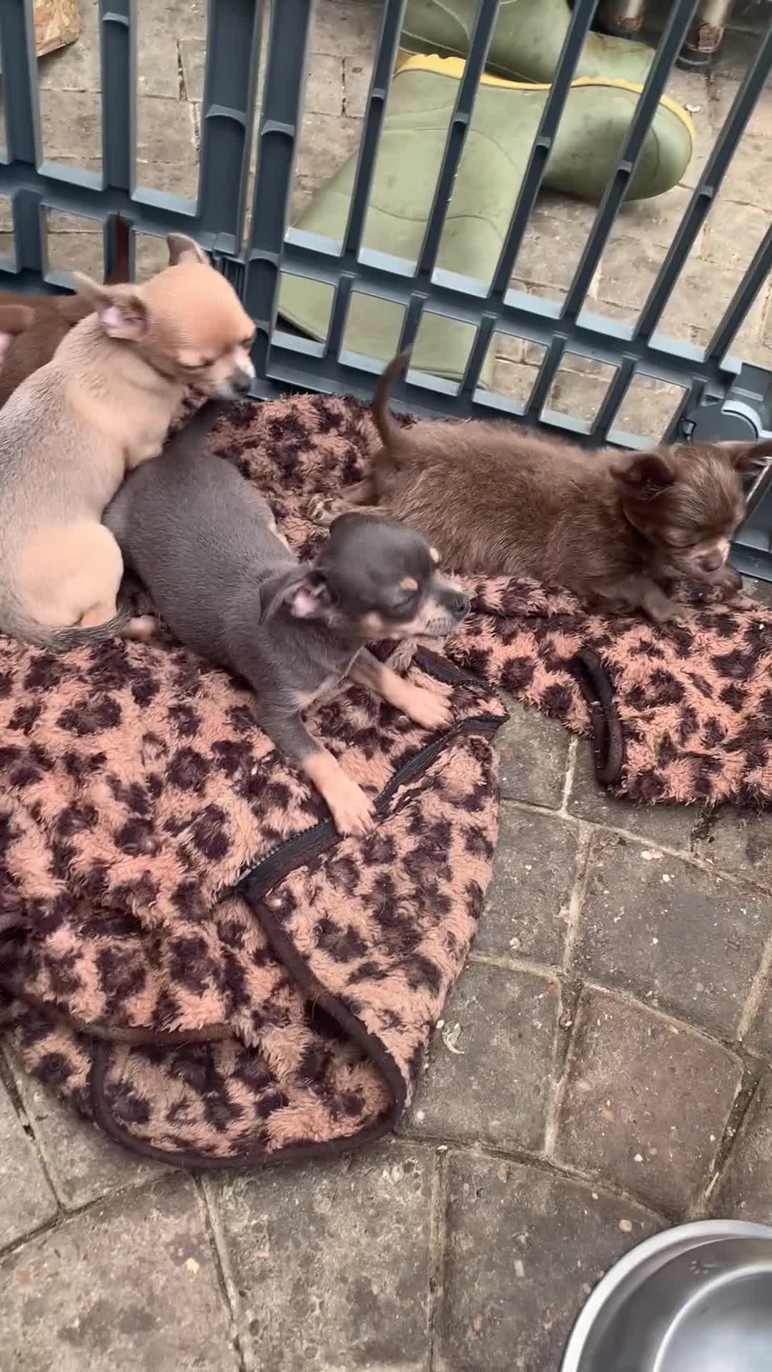 Chihuahua dogs for sale: Litter of chihuahua puppies ready to leave now  in Shipley - Video 1