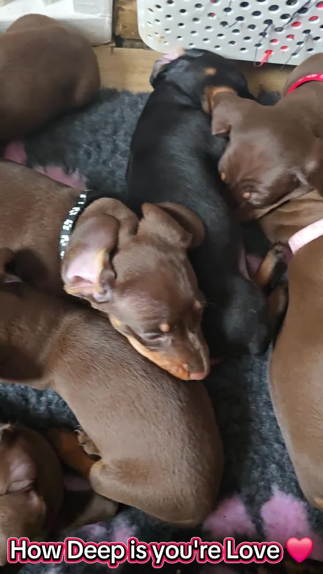 Miniature Dachshund dogs for sale: Miniature Dachshund Puppy - Video 1