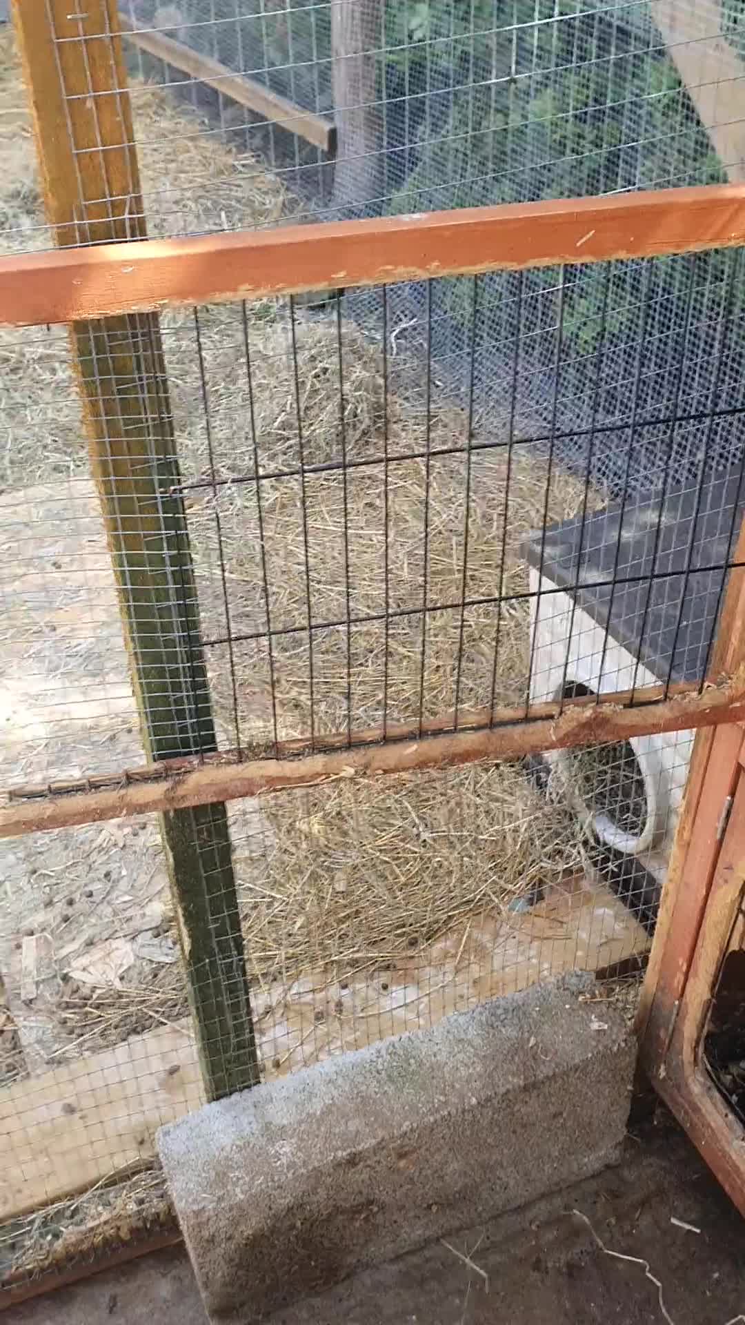 Mixed Breed rabbits for sale: 7 baby rabbits and a 12 month old male (dad!) - Video 2