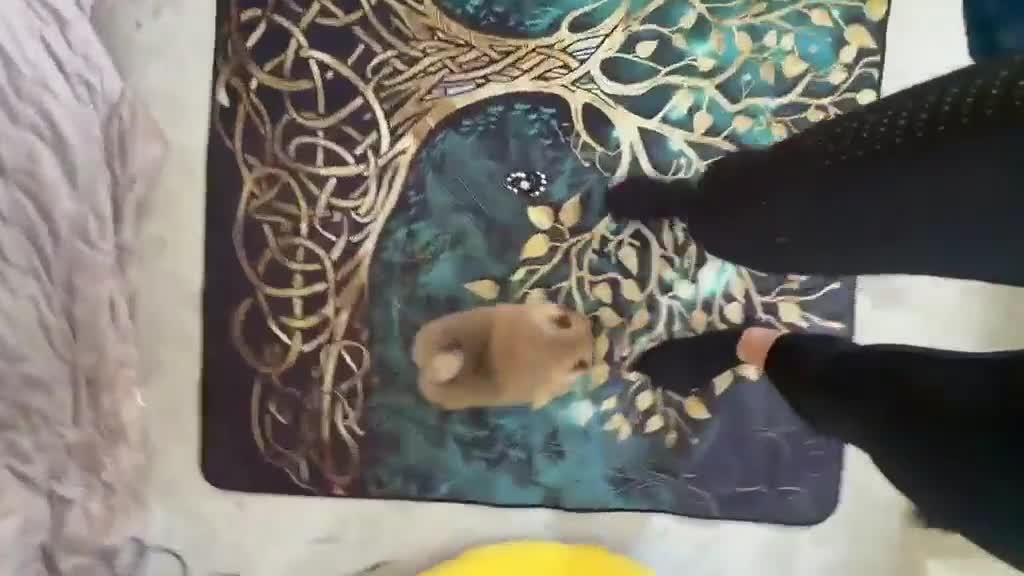 Pomeranian dogs for sale: Reduced as new litter due 40+champions🏆in lines!  - Video 2