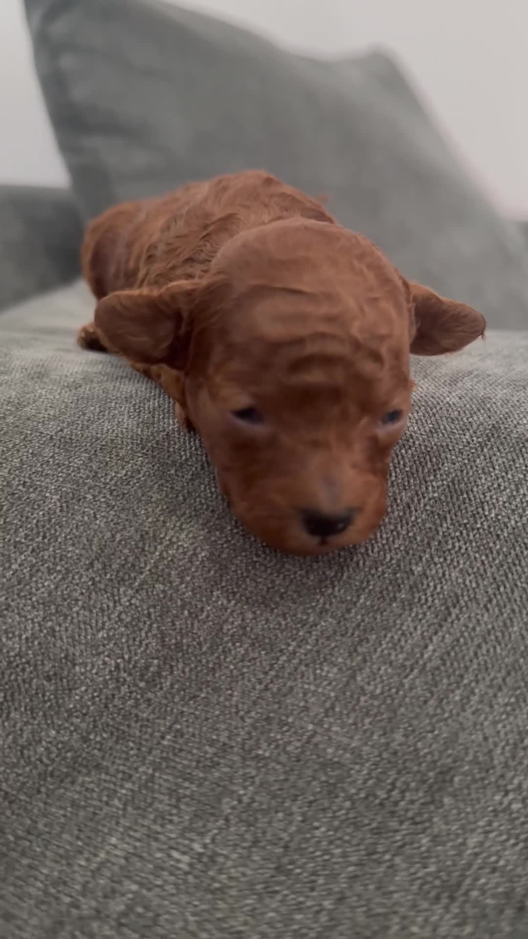Toy Poodle dogs for sale: Asian Toy Poodle KC reg Mother - Video 1