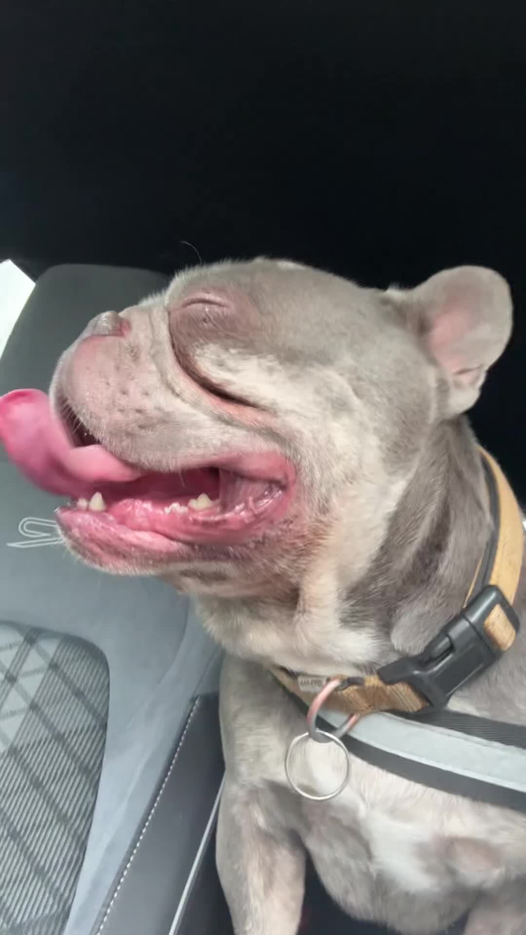 French Bulldog dogs for sale: 2 year old French Bulldog in Coalville - Video 2