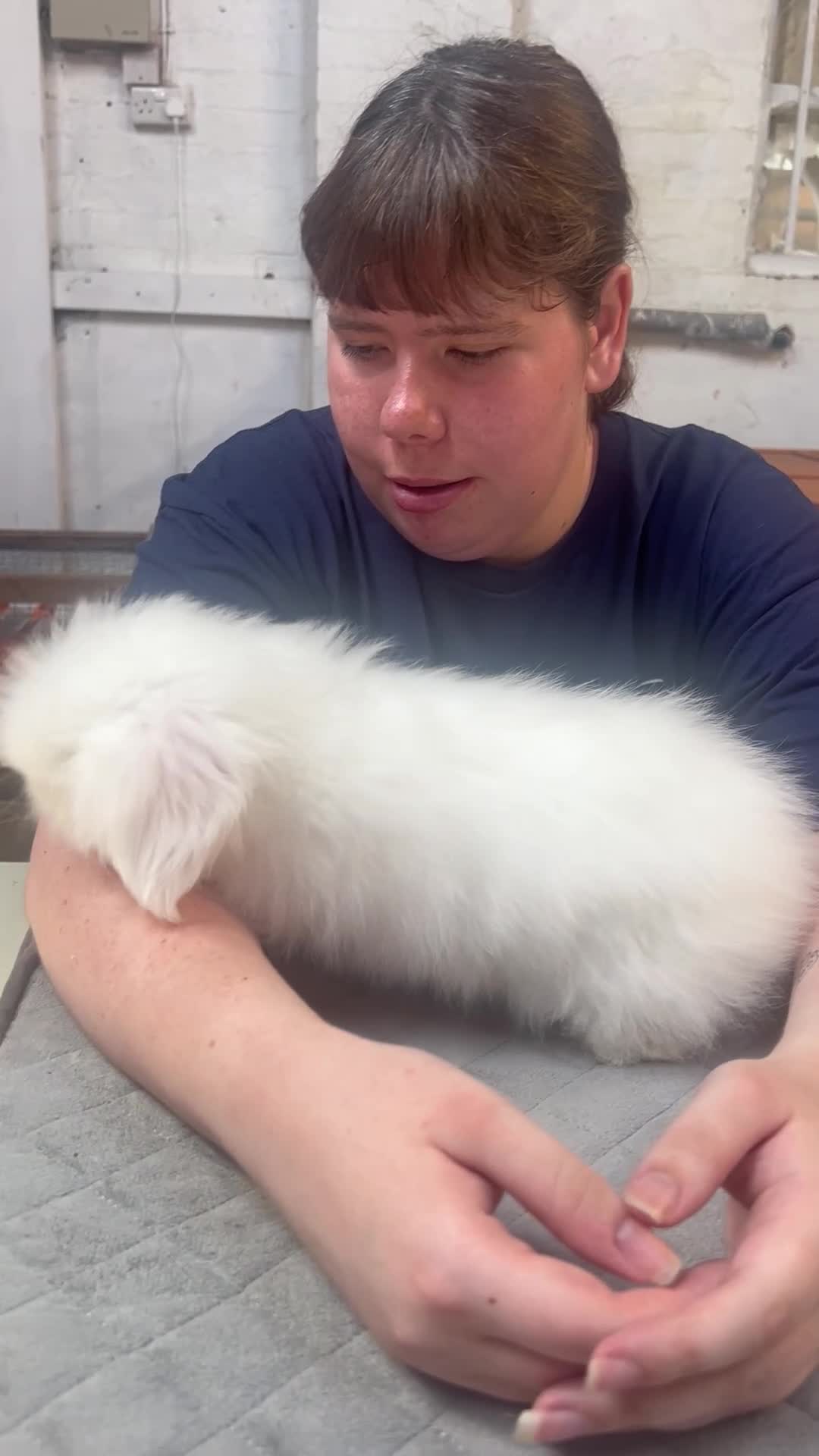 Angora rabbits for sale: Two Female Baby Teddy Widder rabbits for sale - Video 2