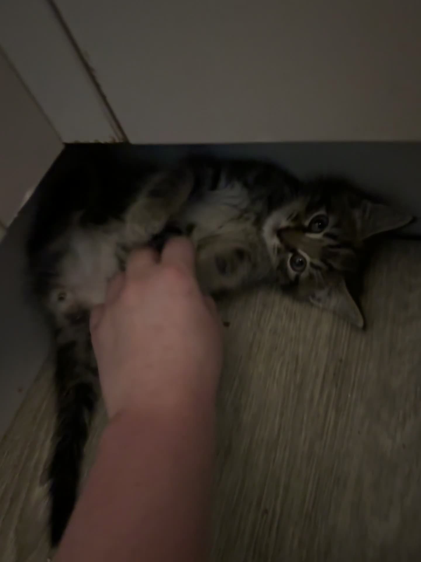 Domestic Shorthair cats for sale: Male tabby kitten - Video 1