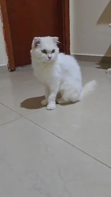 Mixed Breed cats for adoption: NOVA- TURKISH ANGORA GIRL ADORABLE SPAYED - Video 1