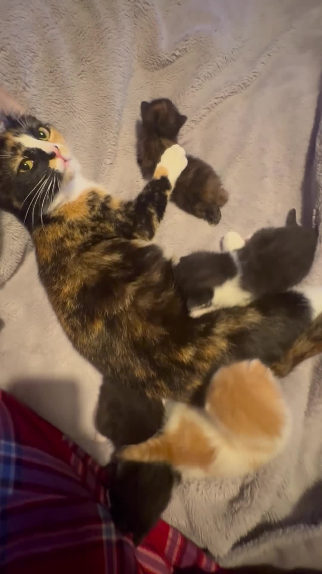 British Shorthair cats for sale: kittens for sale. - Video 2