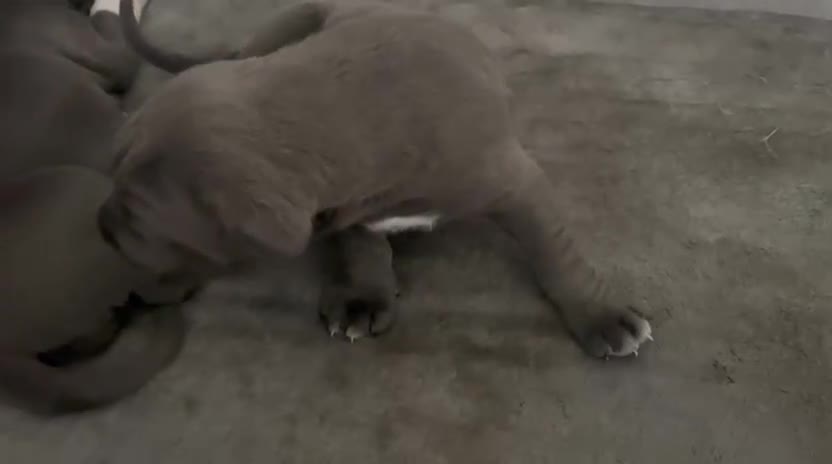 Cane Corso dogs for sale: Pure Cane Corso puppies in Croydon - Video 1