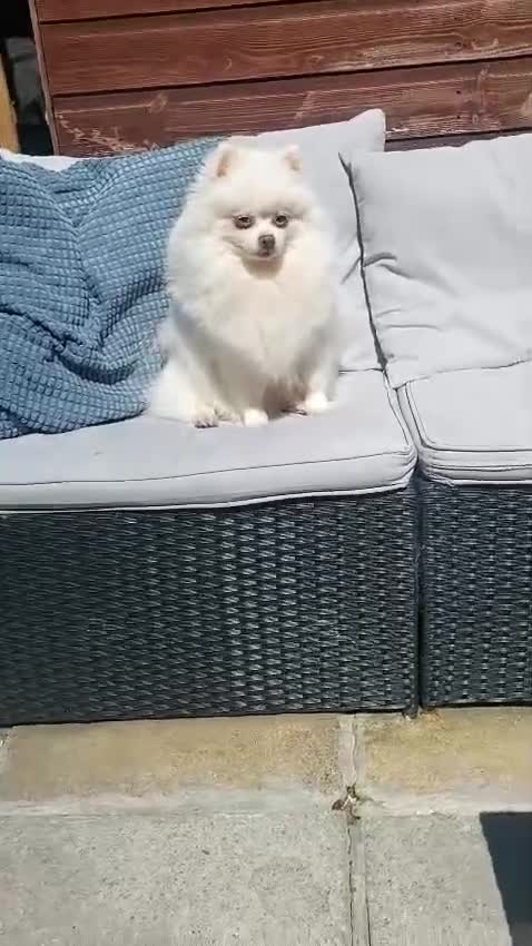 Pomeranian dogs for sale: AMAZING POMERANIAN TEDDY BEAR PUPPIES. - Video 2