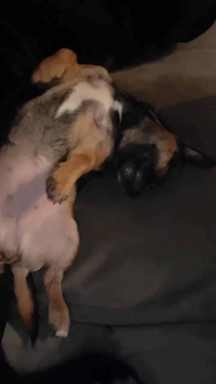 Jack Chi dogs for sale: Jack chi puppies - Video 2