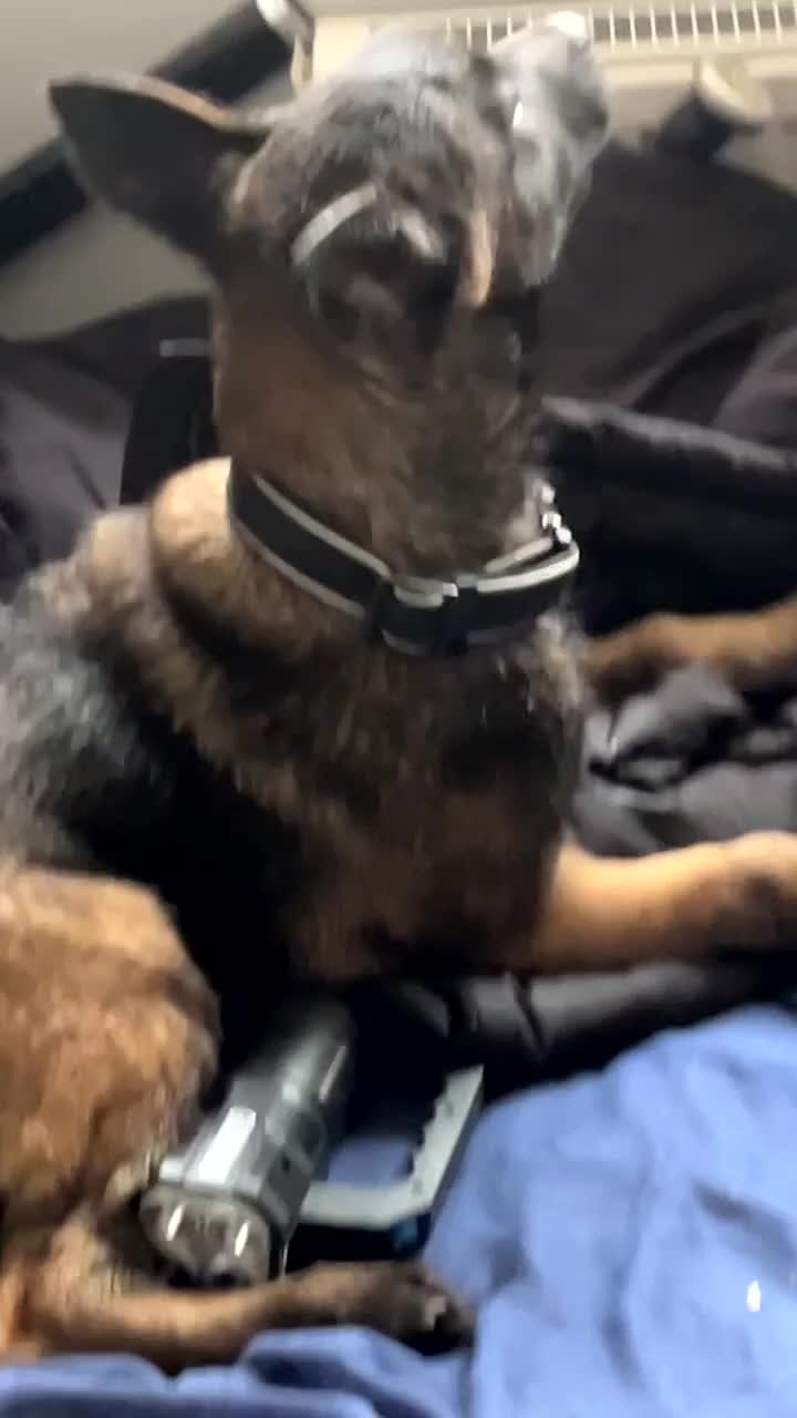 Belgian Shepherd Dog dogs for sale: Top quality Belgian shepherd puppy  - Video 1