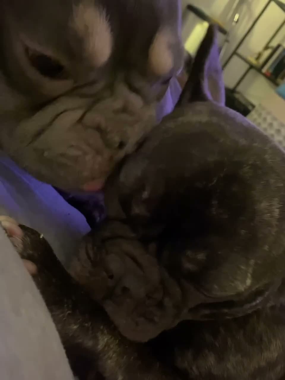 French Bulldog dogs for sale: Four Pedigree French Bulldogs Available for Sale in London - Video 1