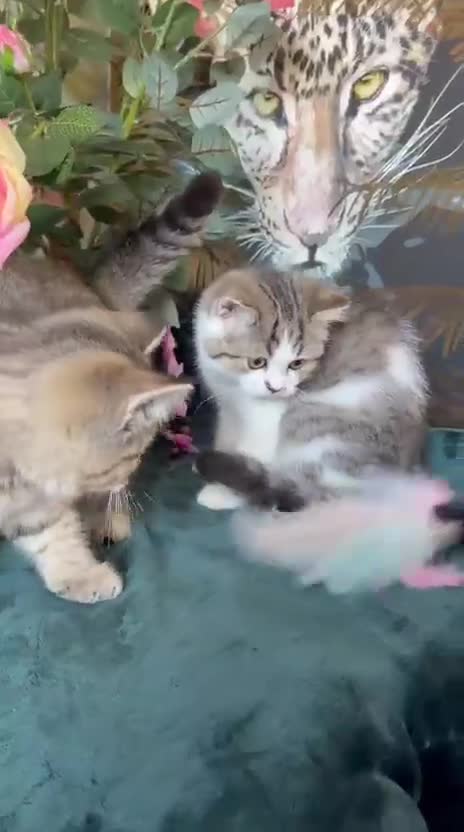 British Longhair cats for sale: TICA British Longhair & Shorthair Girls😺 - Video 1