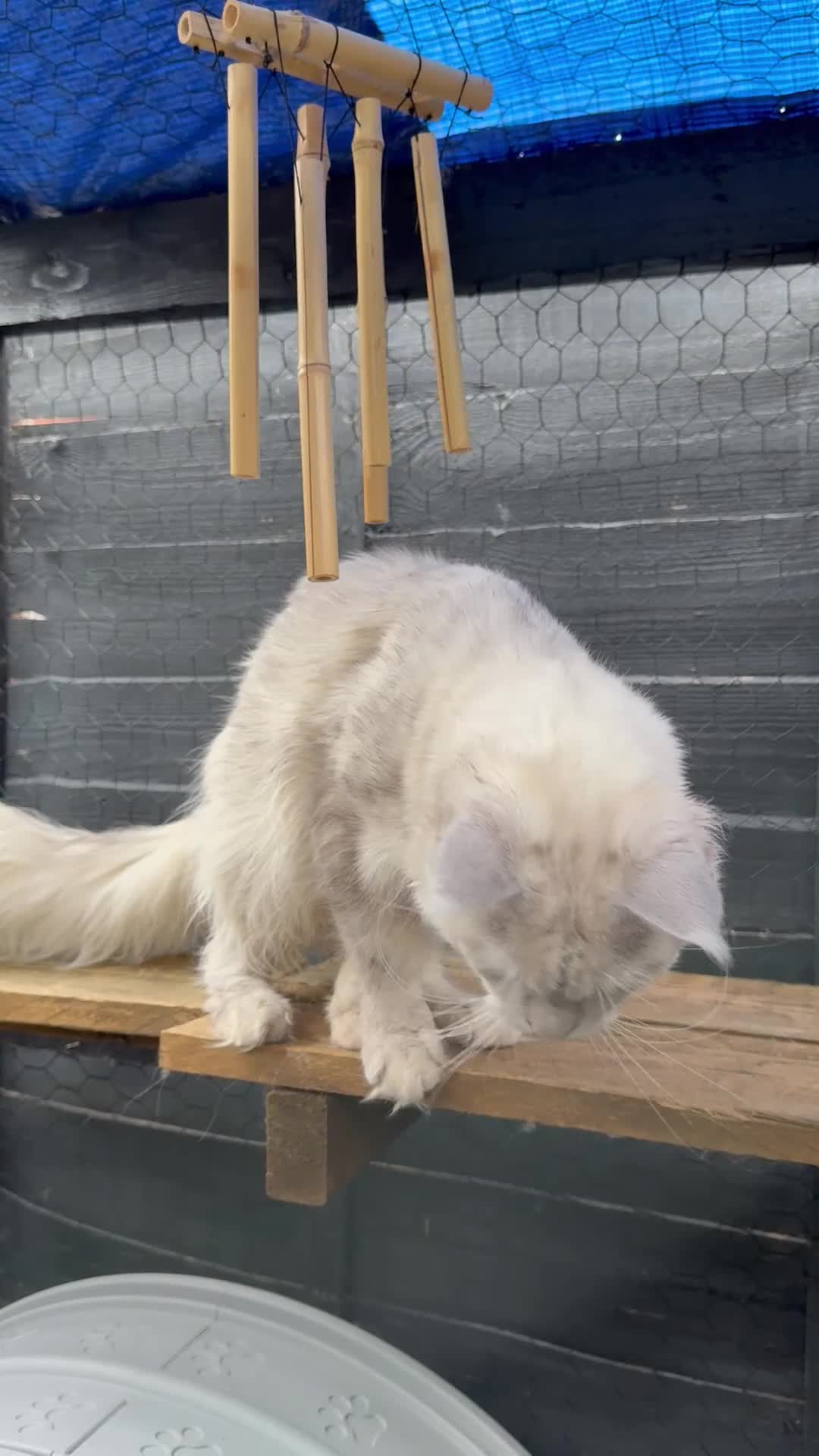 Maine Coon cats for stud: TICA Russian black silver shaded for stud  - Video 1