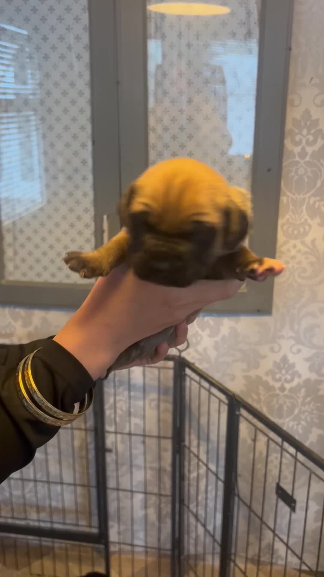 Mixed Breed dogs for sale: Old English mastiff x puppies 3 available  - Video 2