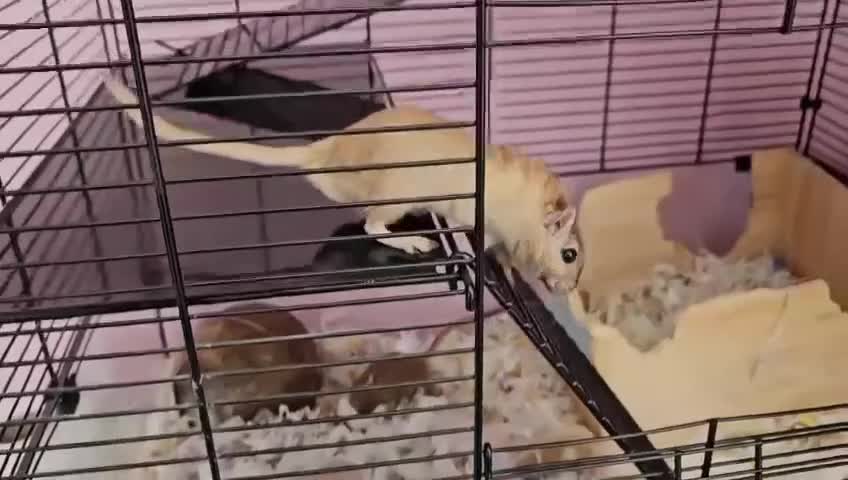 Gerbil rodents for sale: Two Friendly Male Mongolian Gerbils – 1 Year Old  - Video 1