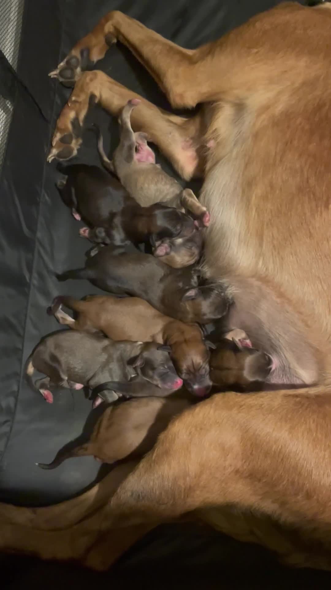 Saluki dogs for sale: Saluki Lurcher Puppies - Video 1