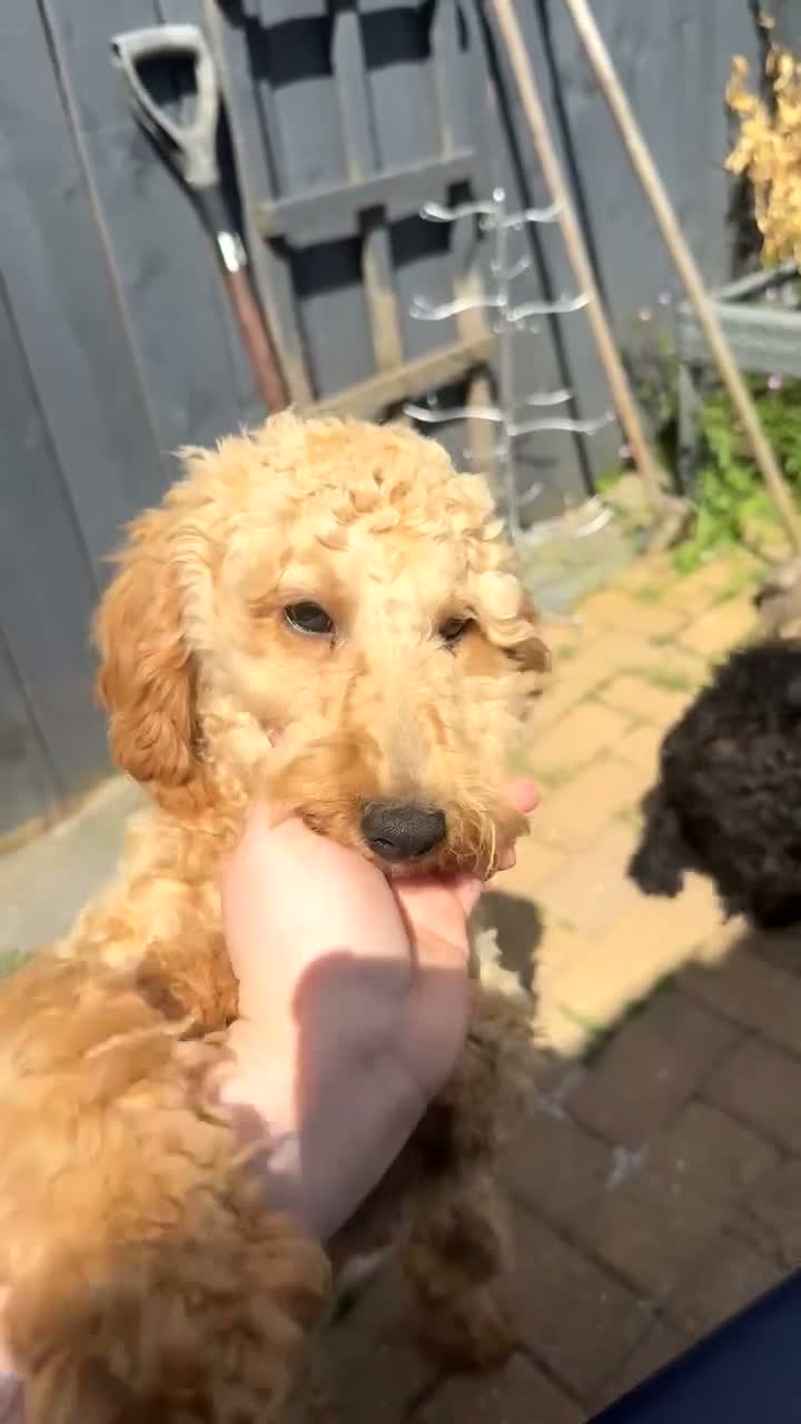 Miniature Poodle dogs for sale: 10 month old Golden Poodles in Hull - Video 5