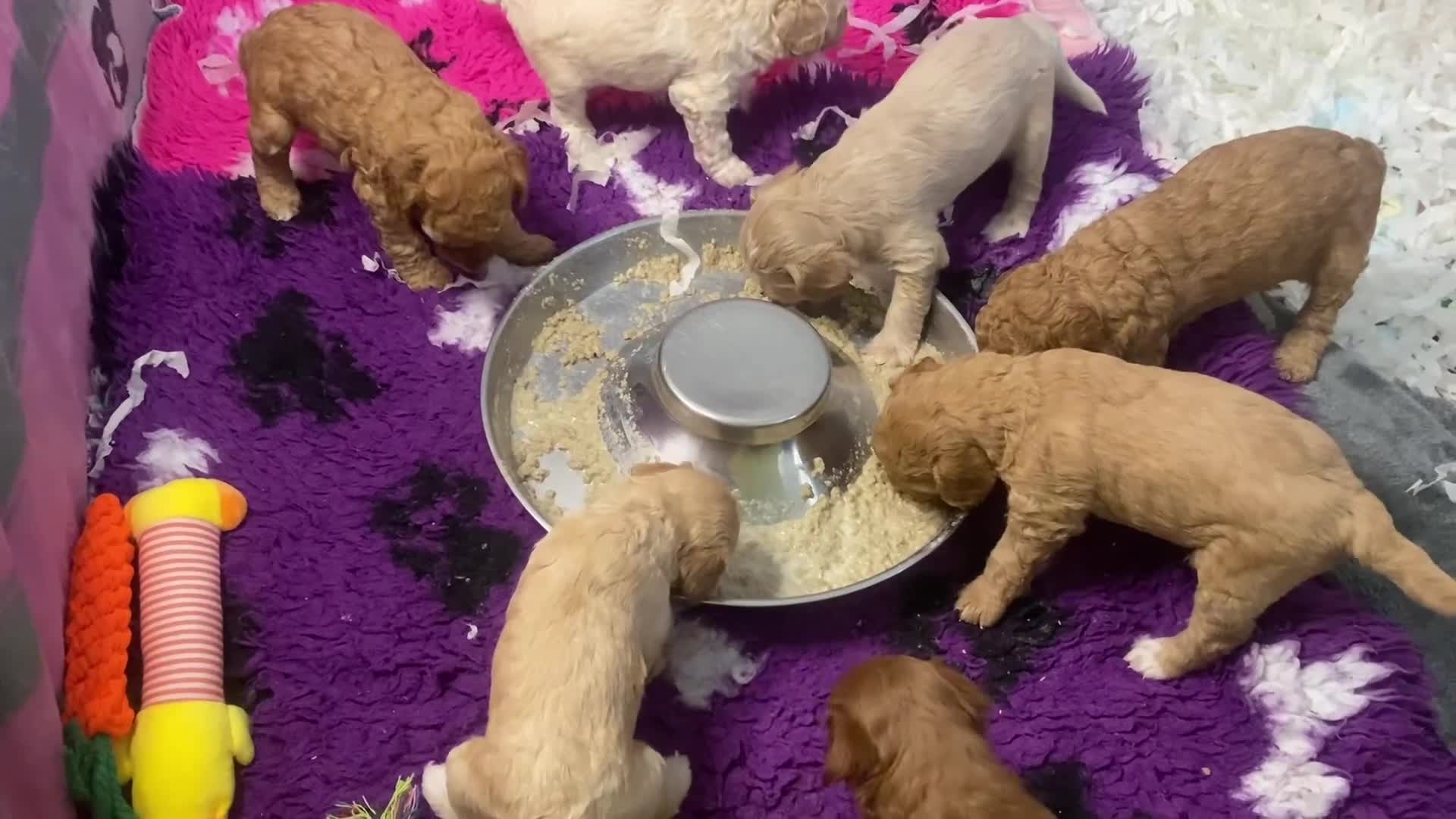 Cavapoochon dogs for sale:  Extensively health-tested parents 💫 - Video 4