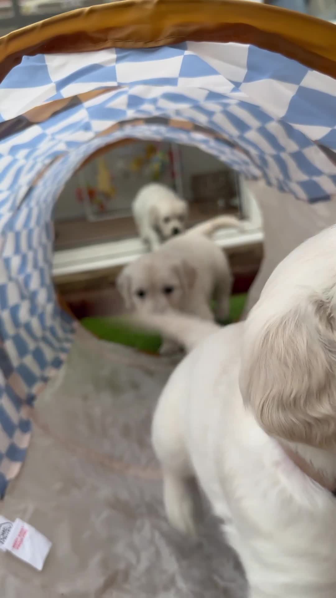 Golden Retriever dogs for sale: Beautiful kc reg cream golden retriever puppies - Video 1