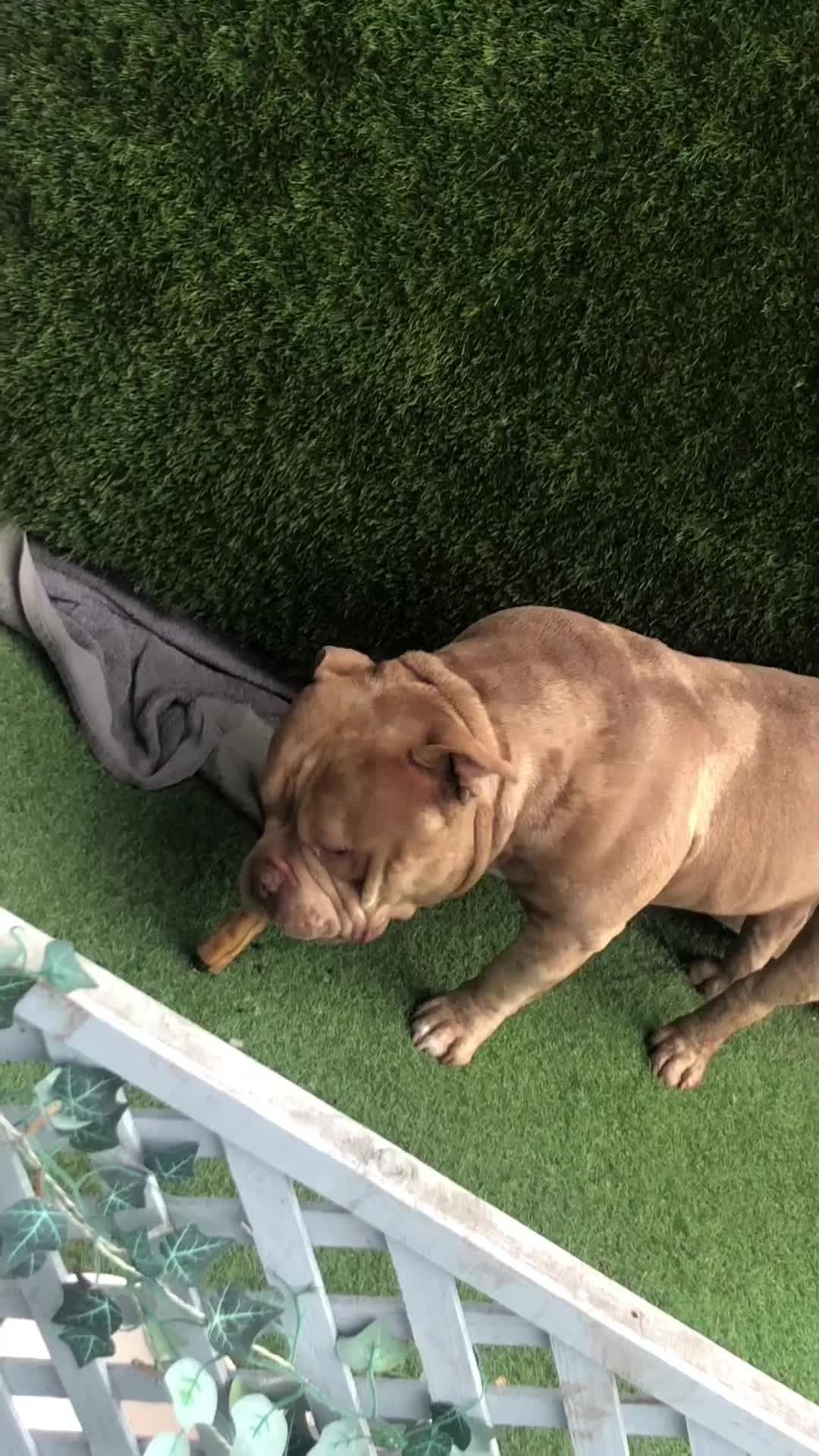 American Bully dogs for sale: American ABKC pocket bully - Video 1