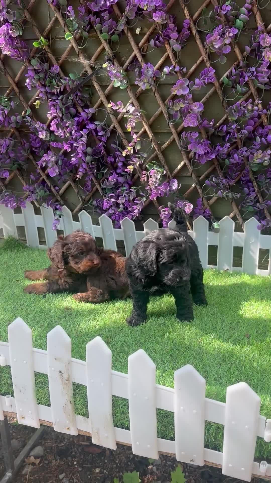Cockapoo dogs for sale: Gorgeous Toy Cockapoo Girls - Video 2