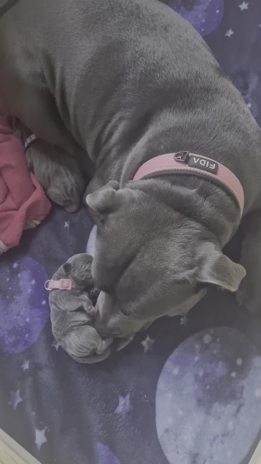 Staffordshire Bull Terrier dogs for sale: KC Registered Staffordshire Bull Terrier Pups in Liverpool - Video 2