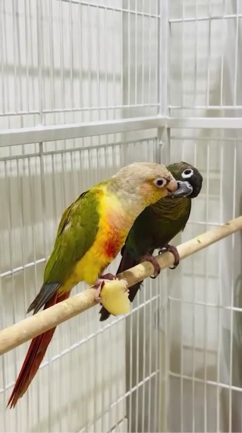 Conures birds for sale: TWO GORGEOUS 9 WEEK OLD CONURES  - Video 1