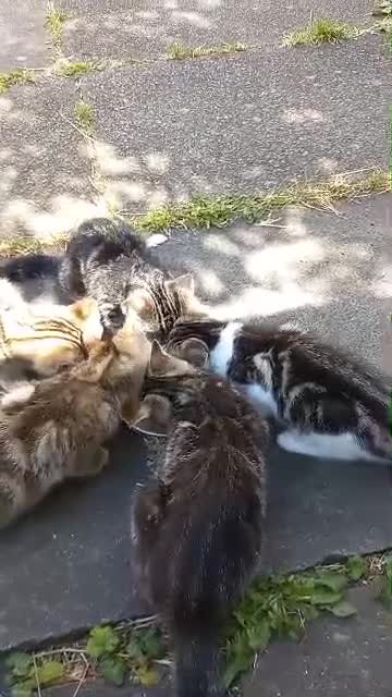Domestic Shorthair cats for sale: 4 kittens, short haired - Video 1