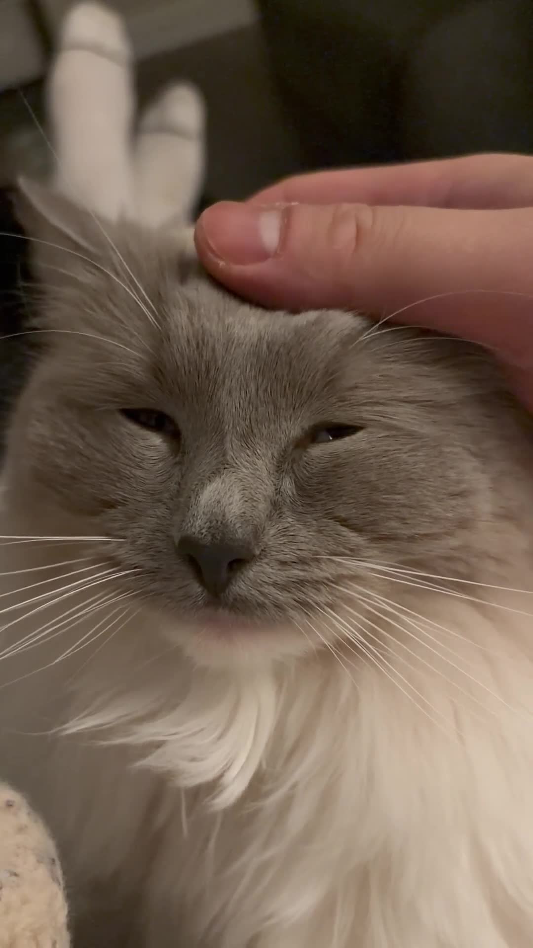 Ragdoll cats for sale: Ragdoll Cat  - Video 2