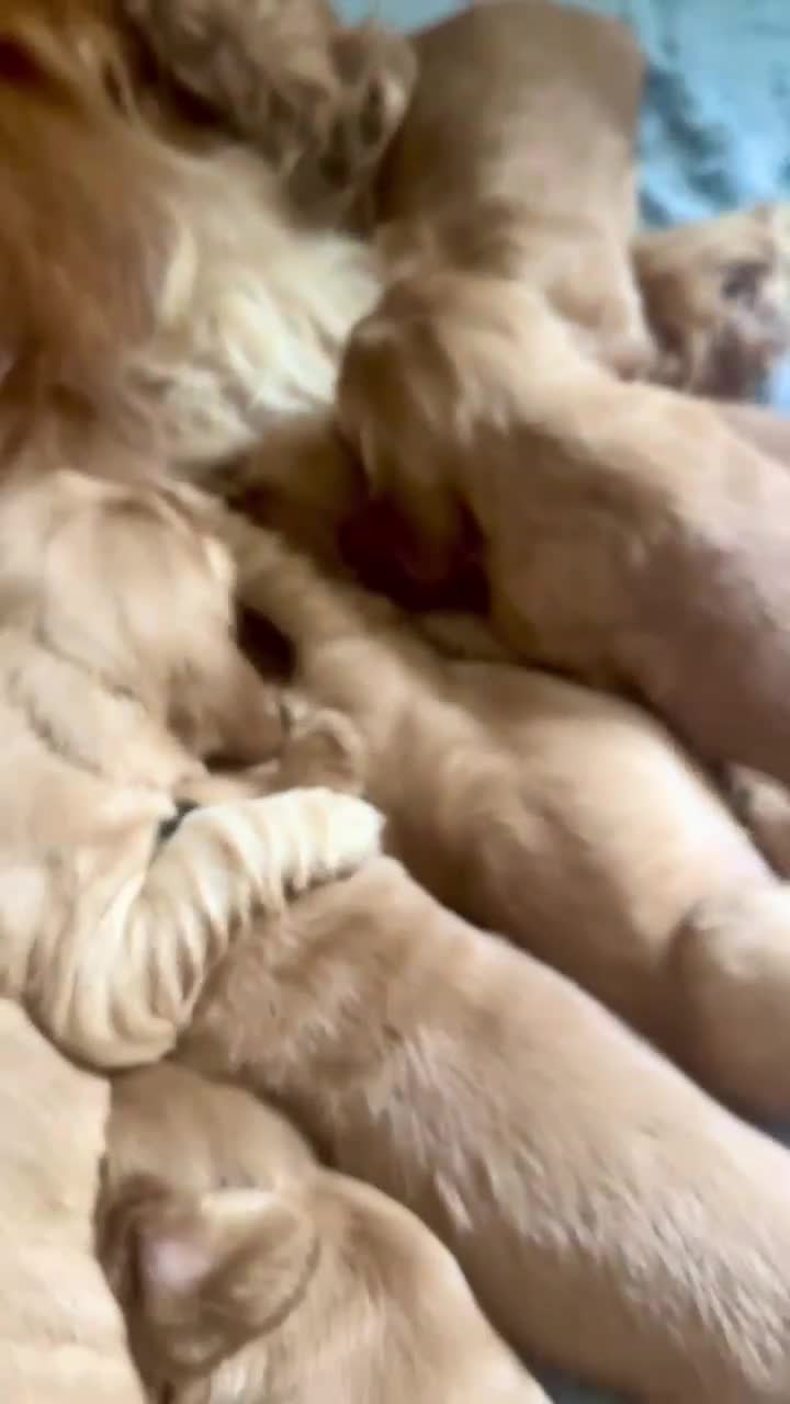 Cocker Spaniel dogs for sale: Top Quality KC Show Cockers FN PRCD-PRA CLEAR - Video 1