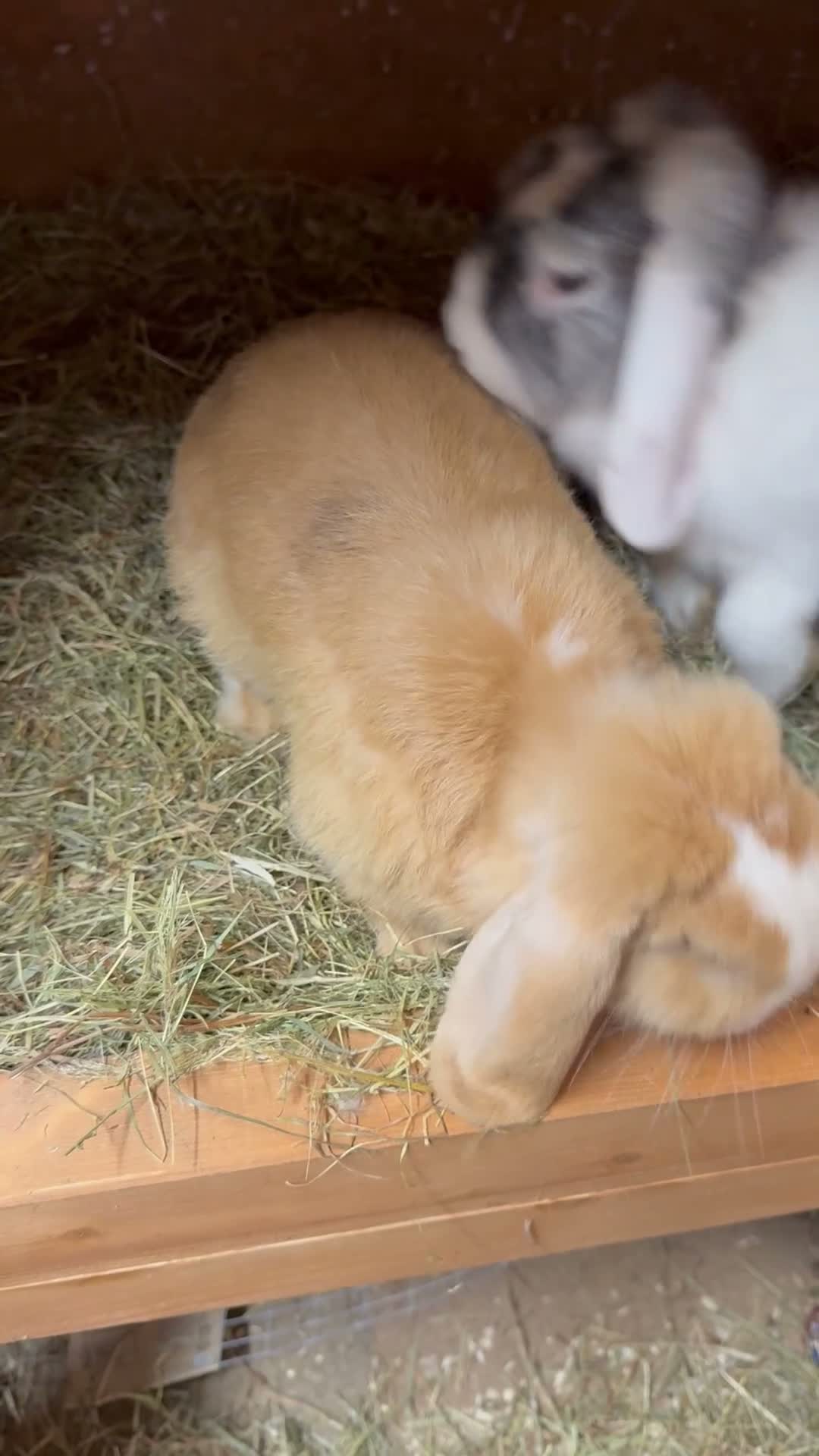 Mini Lop rabbits for sale: Adult Male Mini Lop Ginger  - Video 1