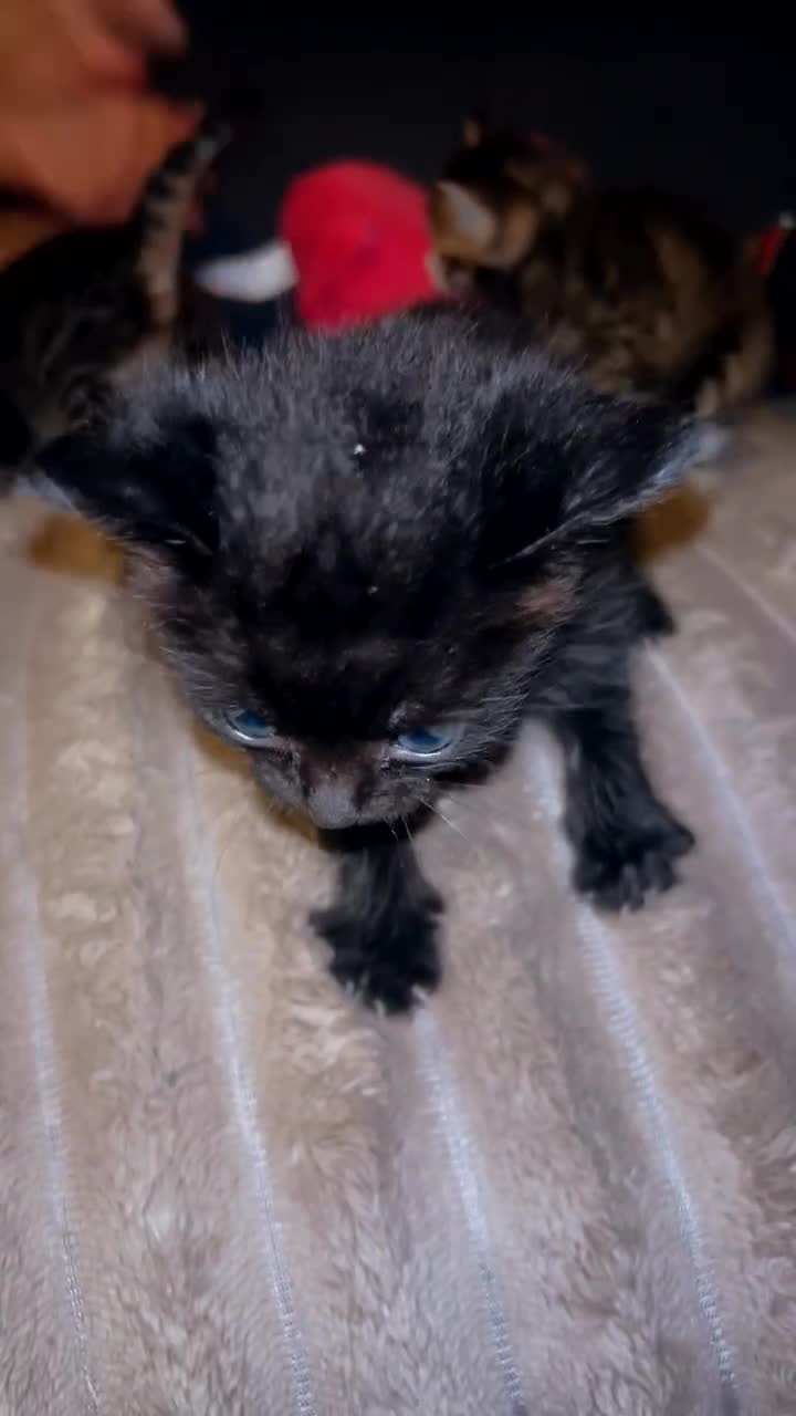 Mixed Breed cats for sale: Tabby and black kittens - Video 1