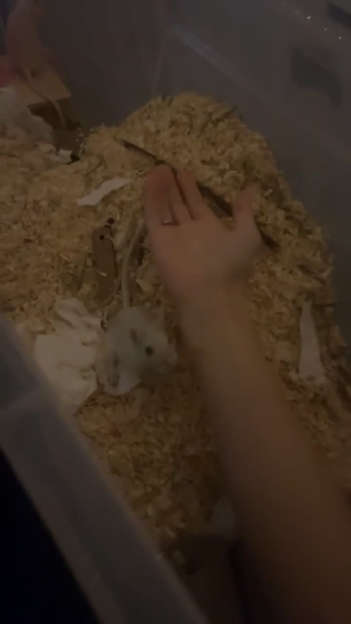 Gerbil rodents for sale: 2 male gerbils for rehoming with cage  - Video 1