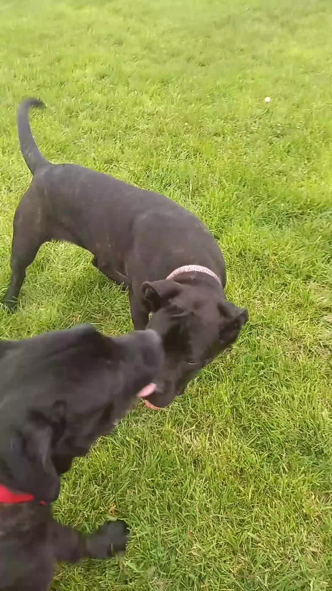 Cane Corso dogs for sale:  ONLY UK LITTER  DYRIUM LINES  3 left 🖤  - Video 1