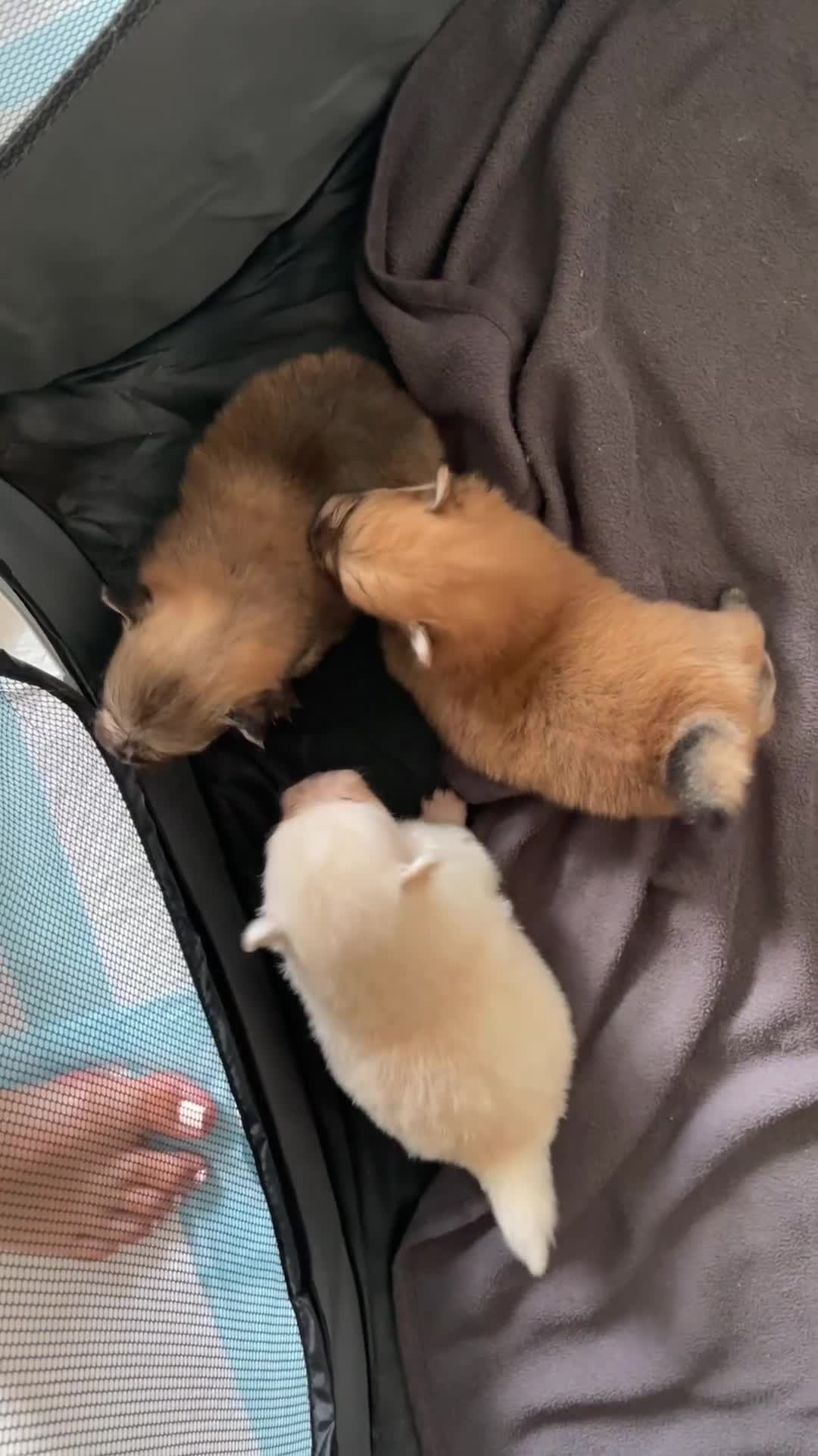 Pomeranian dogs for sale: Tiny Teddy Poms looking for their forever homes  in Greenford - Video 1