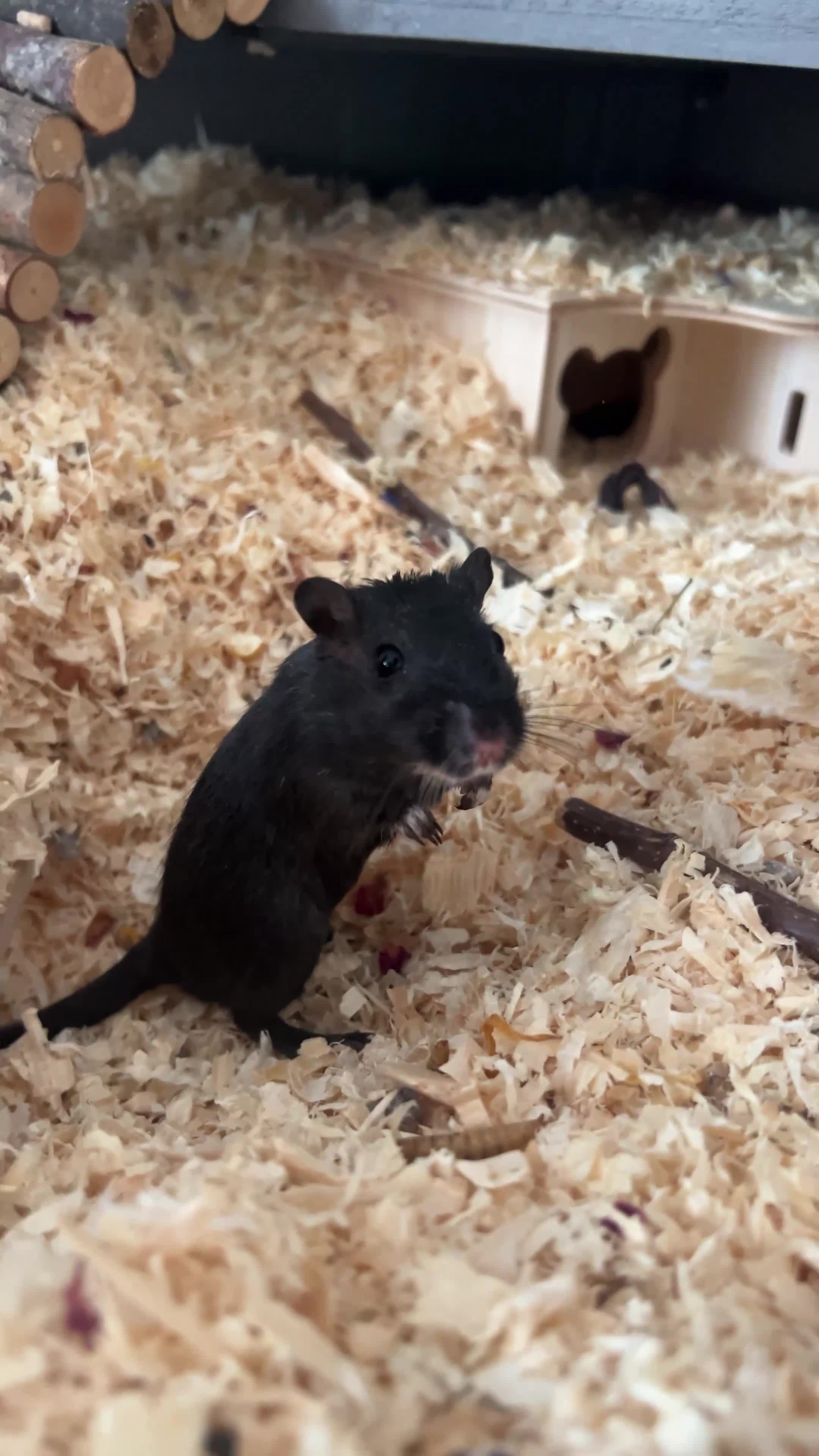 Gerbil rodents for sale: 2 female gerbils in Basildon - Video 1