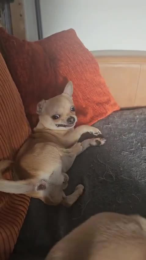 Chihuahua dogs for sale: Chihuahua (Boy) - Video 1