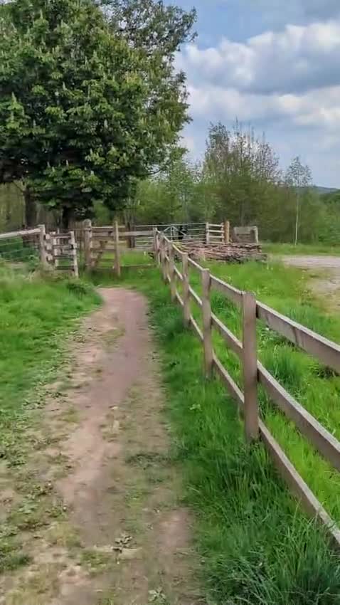 Labrador Retriever dogs for sale: Working line lab  in Sheffield - Video 2