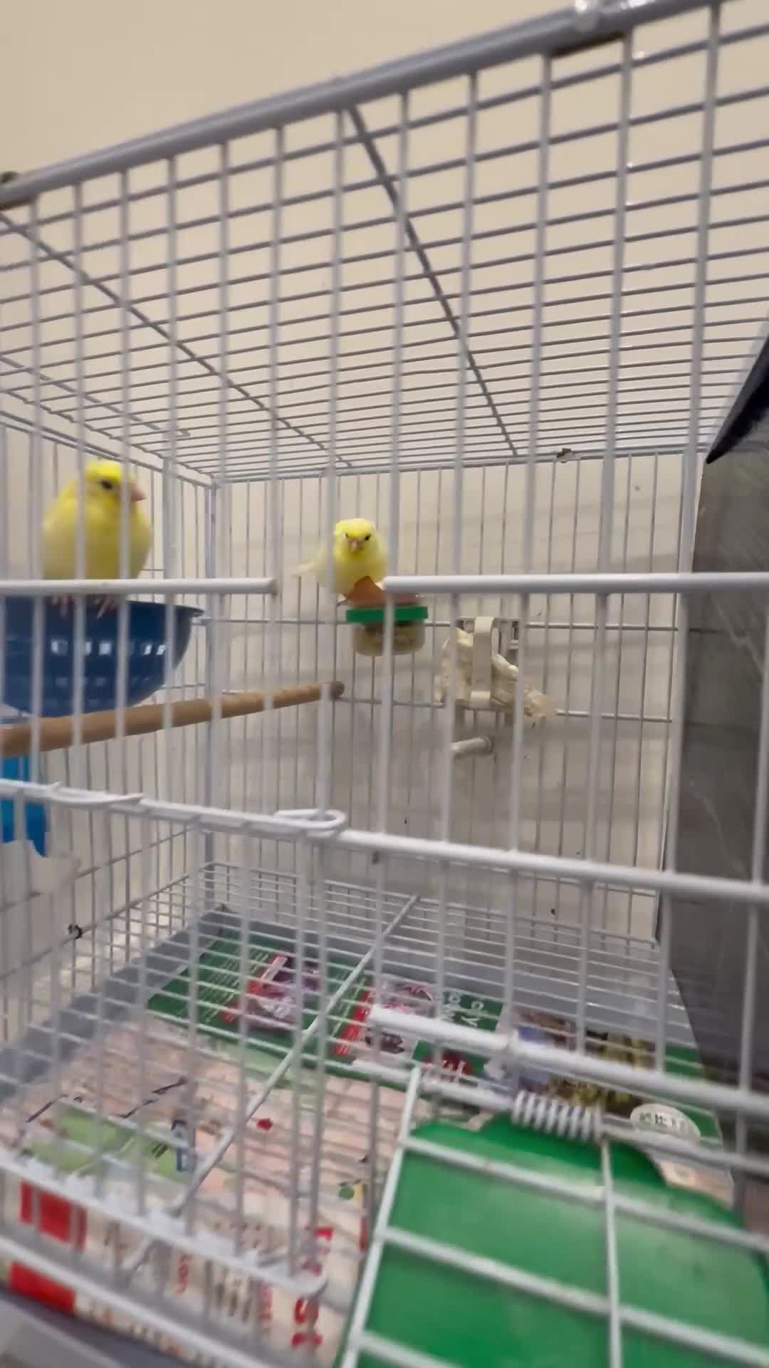 Canaries birds for sale: Canaries available  - Video 1