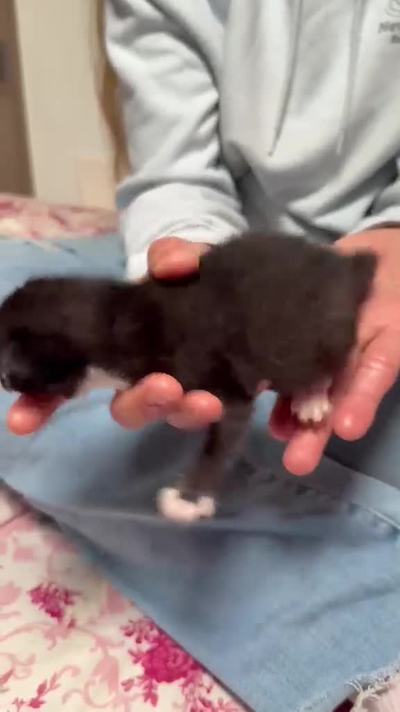 Mixed Breed cats for sale: Beautiful kittens looking for forever home  in Livingston - Video 4