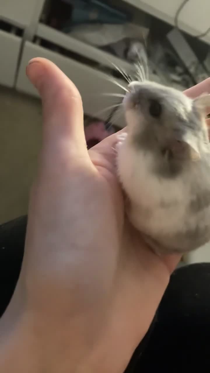 Hamster rodents for sale: Russian dwarf hanster - Video 4