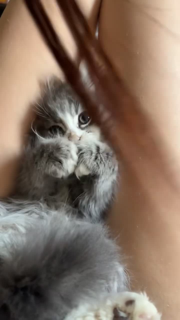 Mixed Breed cats for sale: Male Norwegian Maine coon kitten - Video 1